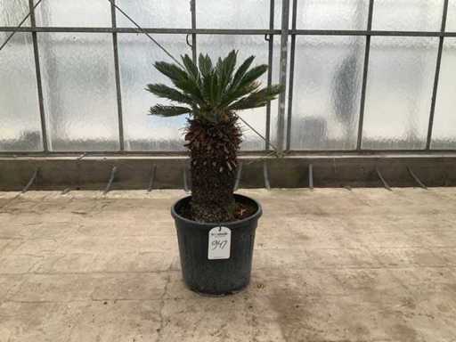 Palma (Cycas revoluta)