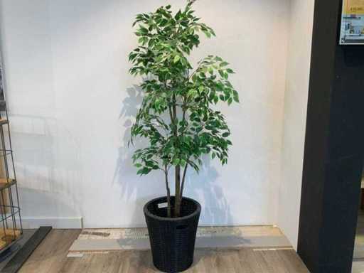Kamerplant