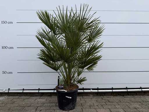 European dwarf palmetto M - Chamaerops Humilis - height approx. 150 cm