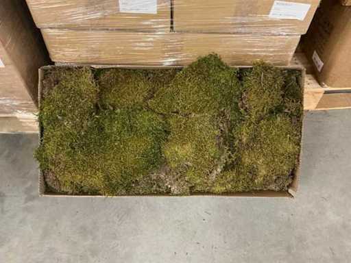 Partij Moss Flat 2kg per doos (39x)