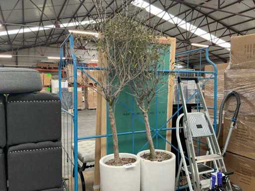 Olive tree (2x)