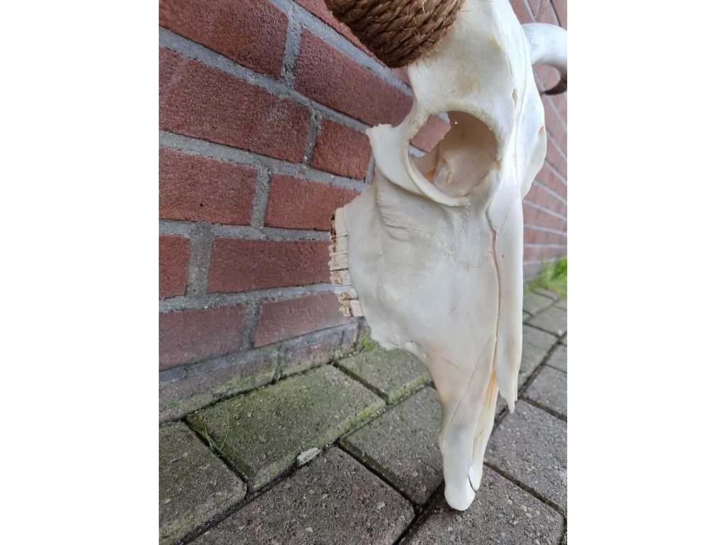 Crâne de Longhorn