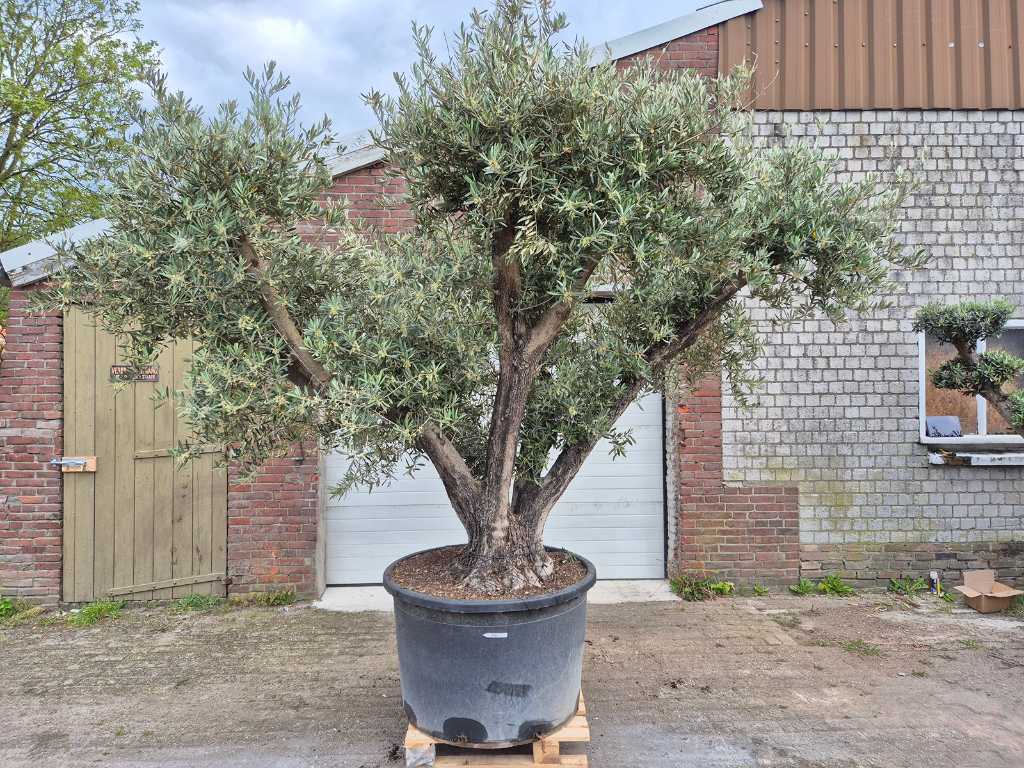 Olijfboom Multibol - Olea Europaea - 100 jaar oud - hoogte ca. 350 cm