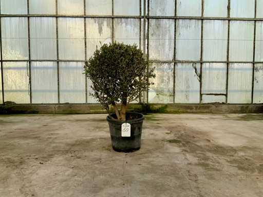 Olivenbaum (Olea Europaea Lessini)