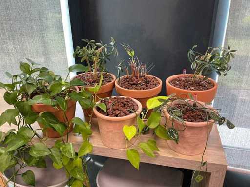 Piante di terracotta con vaso (6x)