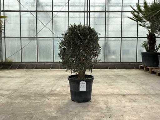 Olivenbaum (Olea Europaea Lessini)