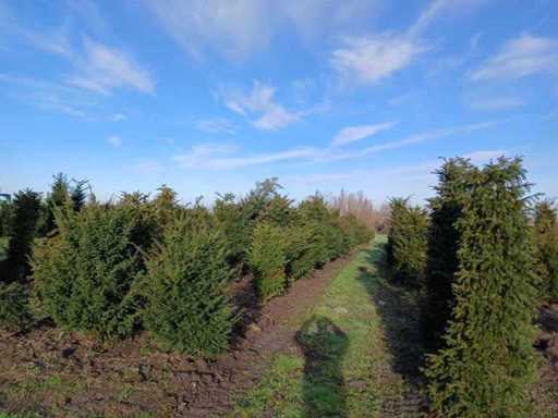 Taxus baccata (30x)