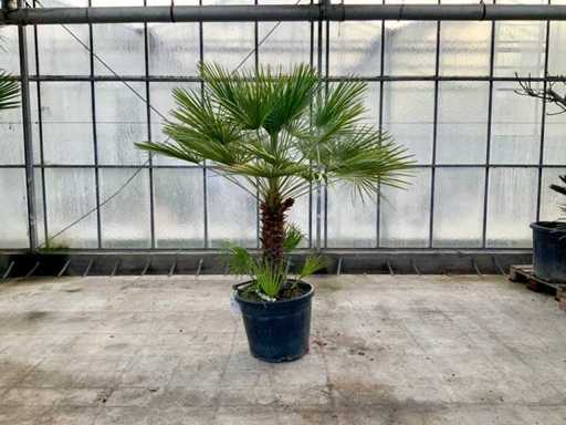 Palma a più steli (Chamaerops Humilis)