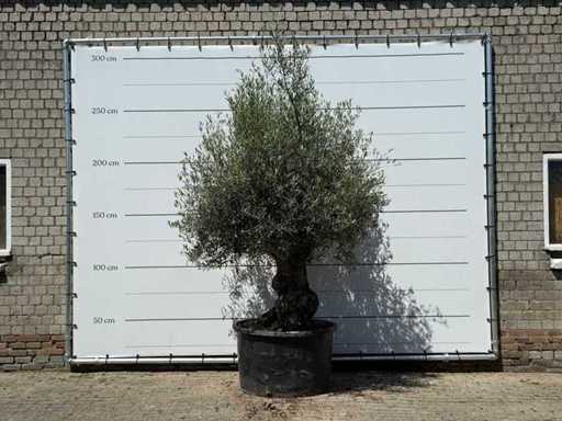 Olive tree Bonsai - Olea Europaea - approx. 80 years old - height approx. 270 cm