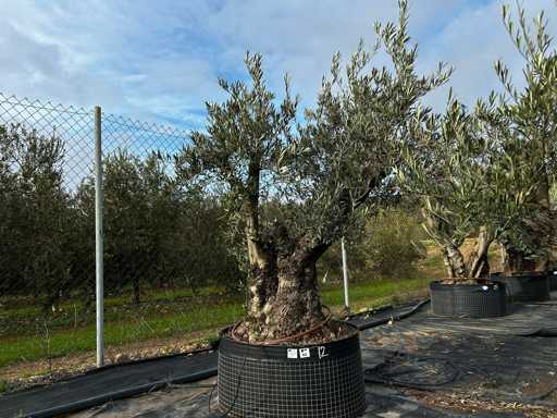 Olive - Olea Europea - Olea Europea