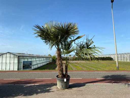 Palmen-Doppelstamm (Trachycarpus Fortunei)