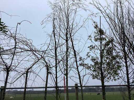 Weeping Birch - Topical Tree