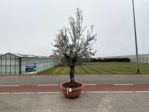 Olijfboom (Olea Europaea Lessini)