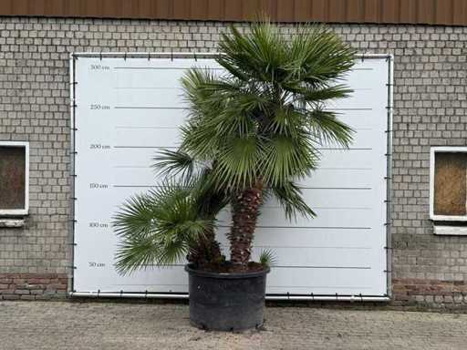 European dwarf palm multi-stemmed XL - Chamaerops Humilis - height approx. 300 cm