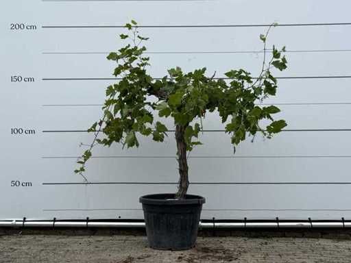 Gambo basso dell'albero - Vitis vinifera - altezza circa 150 cm