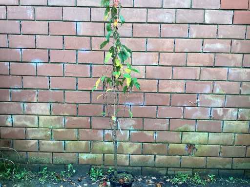 Sierkers - Prunus Amanogawa (x8)