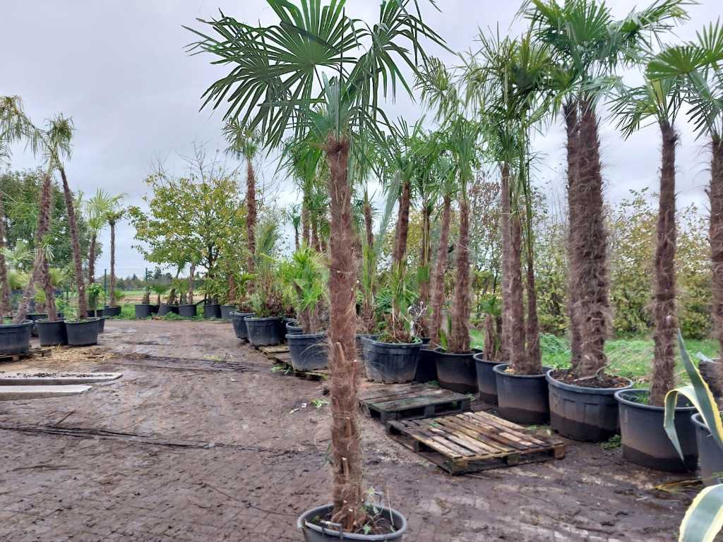Hemp palm in pot (hardy)