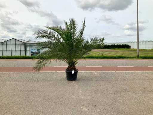 Palma (Phoenix canariensis)