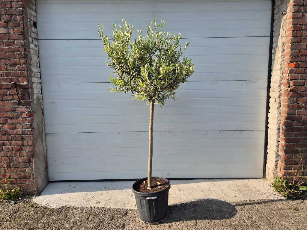 Olive tree Copa - Olea Europaea - height approx. 175 cm