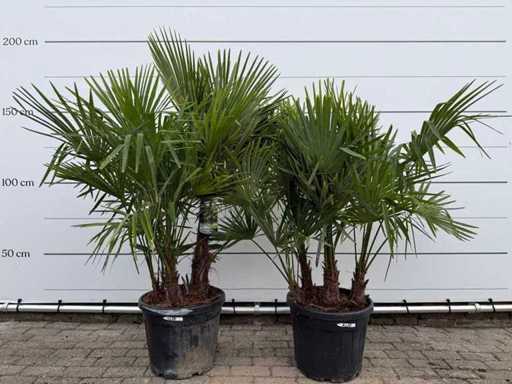 2x Chinese fan palm triple trunk - Trachycarpus Fortunei - height approx. 200 cm