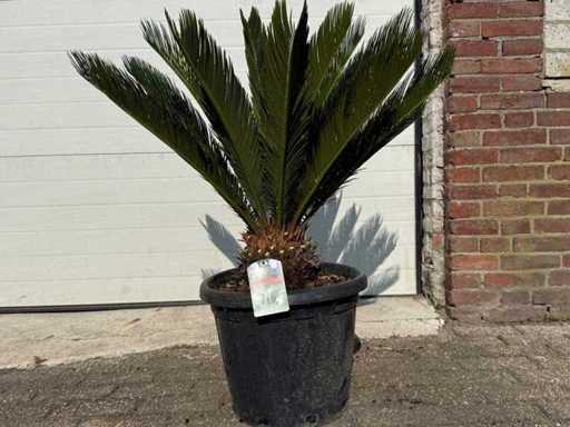 Friedenspalme – Cycas Revoluta – Höhe ca. 90 cm