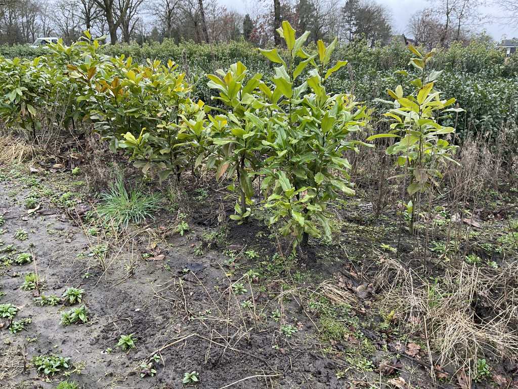 Magnolie veșnic verde (25x)
