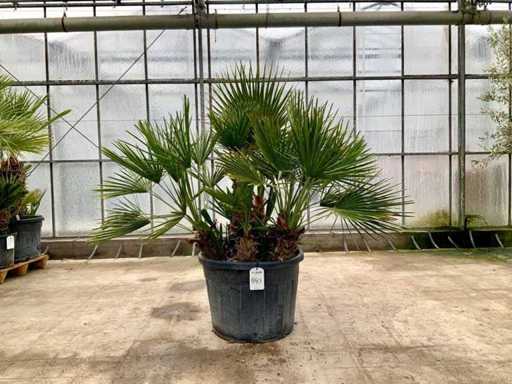 Palmboom meerstammig (Chamaerops Humilis)