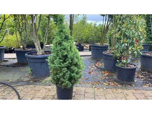 Boompjes Vaste plant (4x)