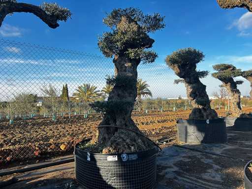 Olijfboom - Olea Europea Pom Pom Secolare 