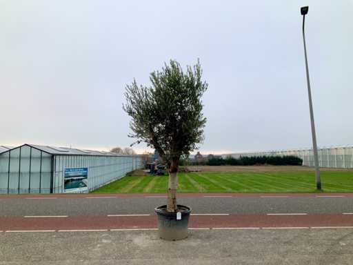 Olijfboom (Olea Europaea Lessini)