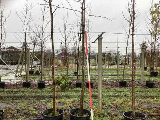 Szarańcza miodowa – drzewo parkowe (2x)