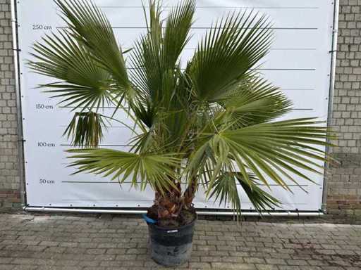 Mexicaanse waaierpalm meerstammig - Washingtonia Robusta - hoogte ca. 240 cm