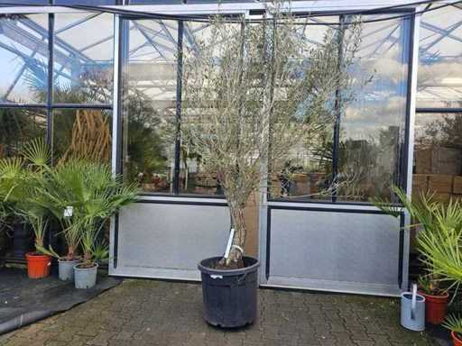 Prachtvoller Olivenbaum (ca. 80 Jahre) - 280 cm Solitär