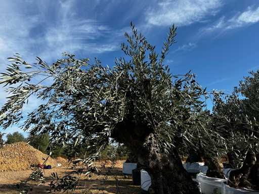  OLEA EUROPEA SECOLARE  