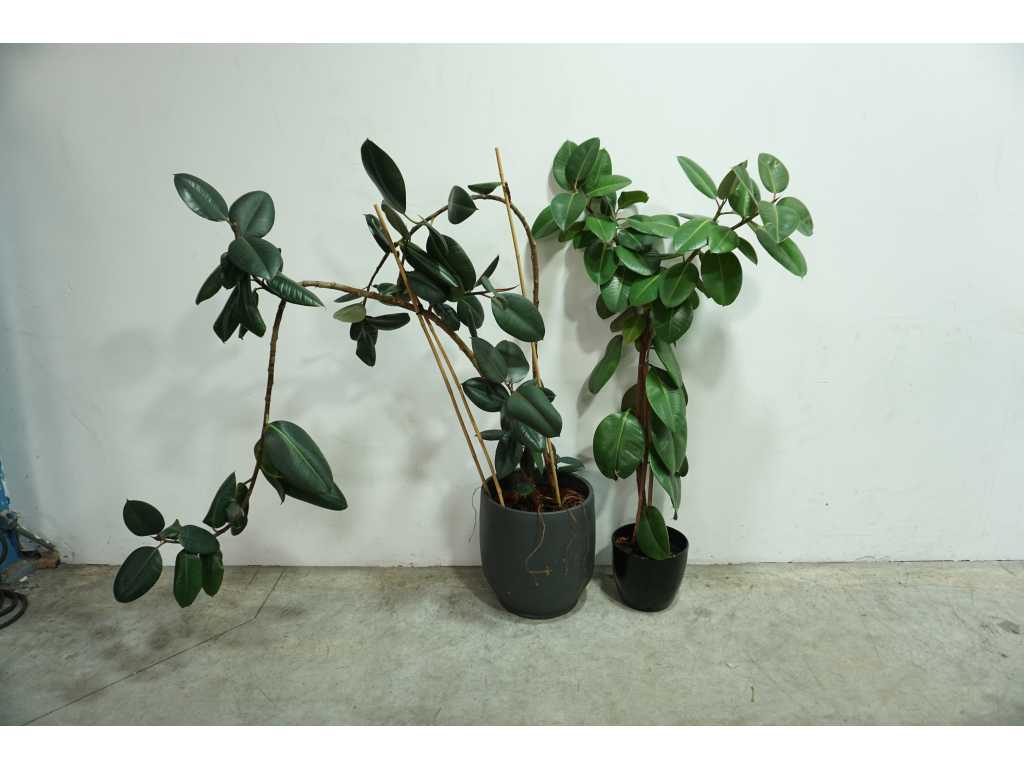 Plants with pots (2x)