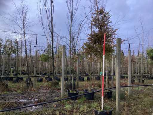 Venijnboom – Ozdobne drzewo (3x)