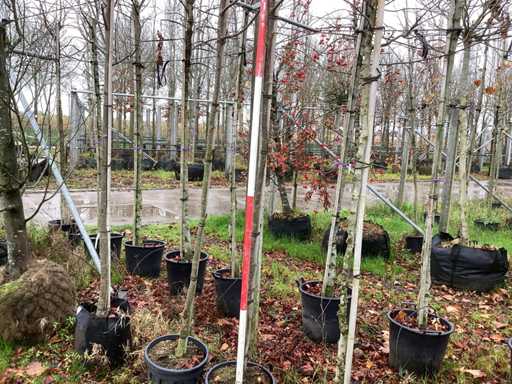 Cireș ornamental - Copac ornamental (2x)