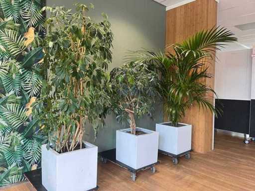 3 plantes hydroponiques en pot en plastique