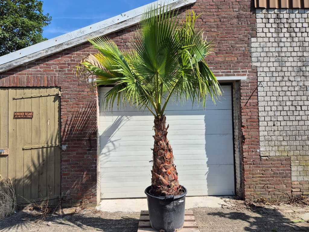 Mexican Fan Palm - Washingtonia Robusta - Mediterranean tree - height approx. 300 cm