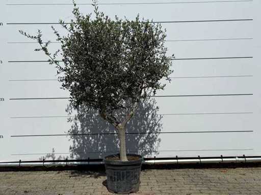 Ulivo Andalusia L - Olea Europaea - circa 50 anni - altezza circa 200 cm