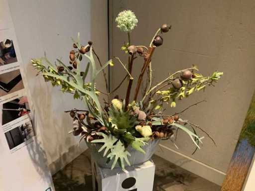 Kamerplant