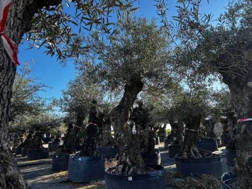 Jahrhundertealter Olivenbaum im Korb