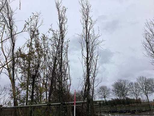 Groene Zuilbeuk - Vormboom (2x)