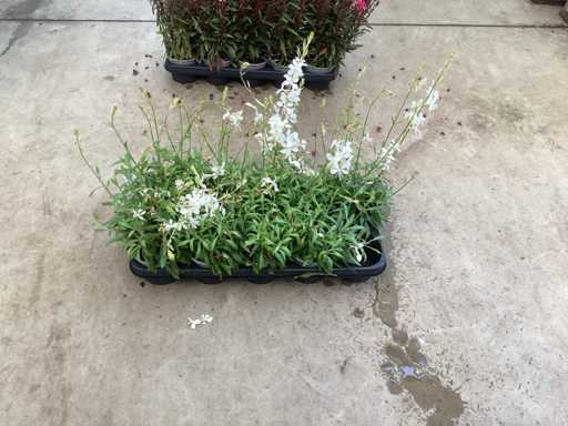 Gaura wit en Gaura roos (80)