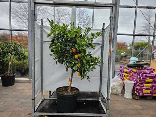 Prachtvoller Orangenbaum mit essbaren Früchten - Mediterranes Flair