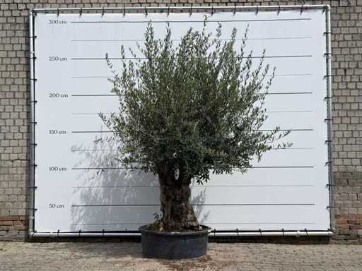 Olijfboom Tortuga - Olea Europaea - ca. 80 jaar oud - hoogte ca. 280 cm