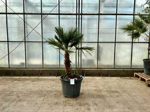 Wielopniowa palma (Chamaerops Humilis)