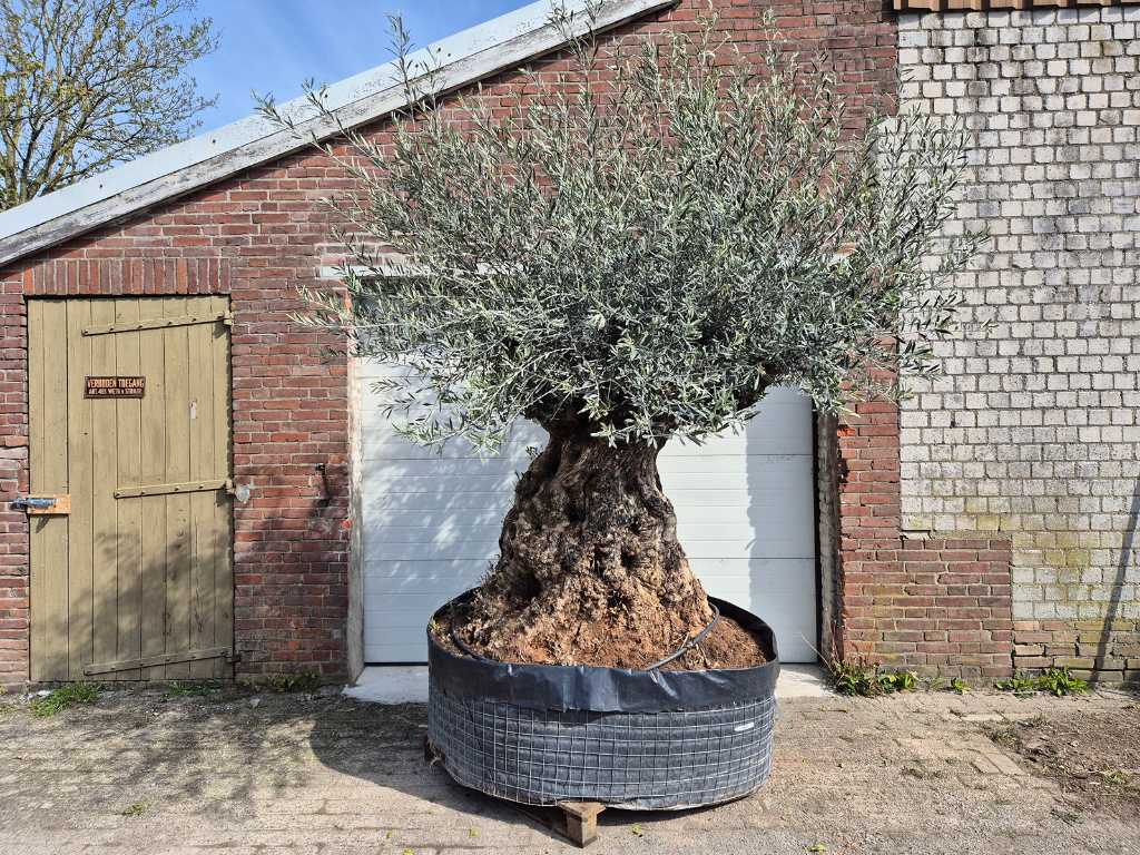 Olijfboom Bonsai XL - Olea Europaea - 250 jaar oud - hoogte ca. 300 cm