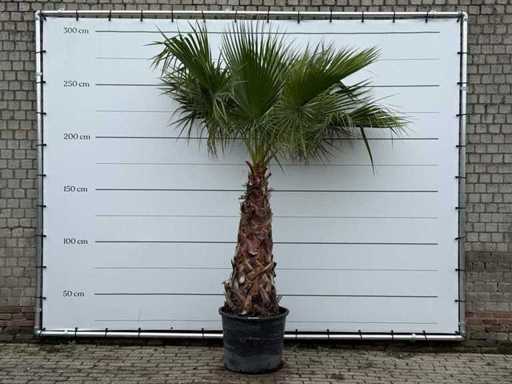 Mexican fan palm - Washingtonia Robusta - trunk height 100-120 cm - height approx. 270 cm