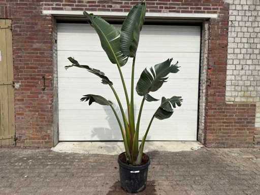 Paradiesvogelblume – Strelitzia Augusta – Garten- und Zimmerpflanze – Höhe ca. 230 cm